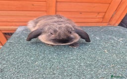 Mini Lop rabbits for sale: Still looking for forever homes  - Image 3