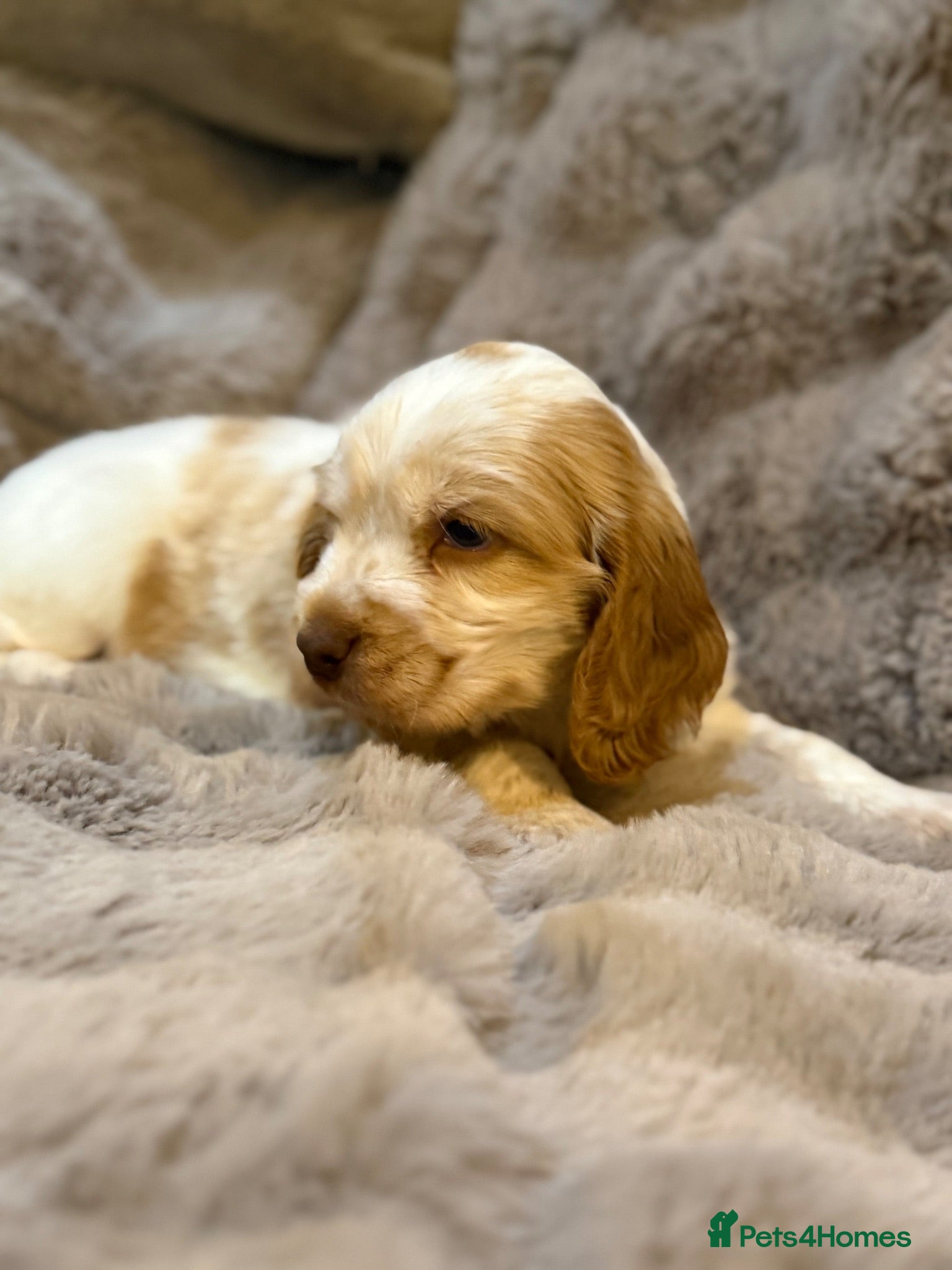 Cocker Spaniel dogs Show Cocker Spaniels Orange Roan - Advert 2