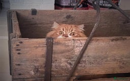 Scottish Fold cats for sale: 5yrs old beautiful fluffy Scottish fold boy  - Image 2