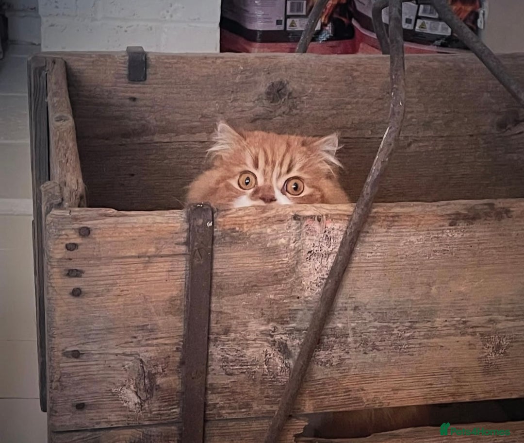 Scottish Fold cats for sale: 5yrs old beautiful fluffy Scottish fold boy  - Image 2