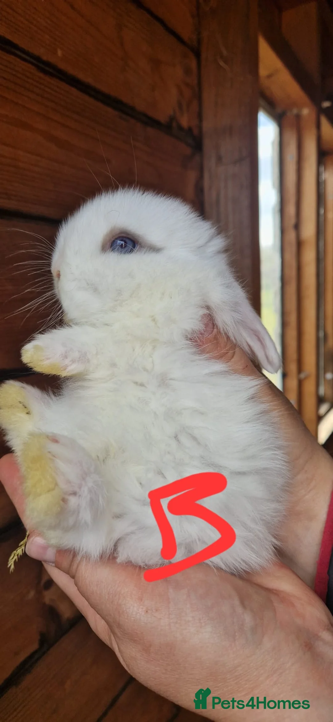 Mini Lop rabbits for sale: Beautiful Mini lops  in Malpas - Advert 5