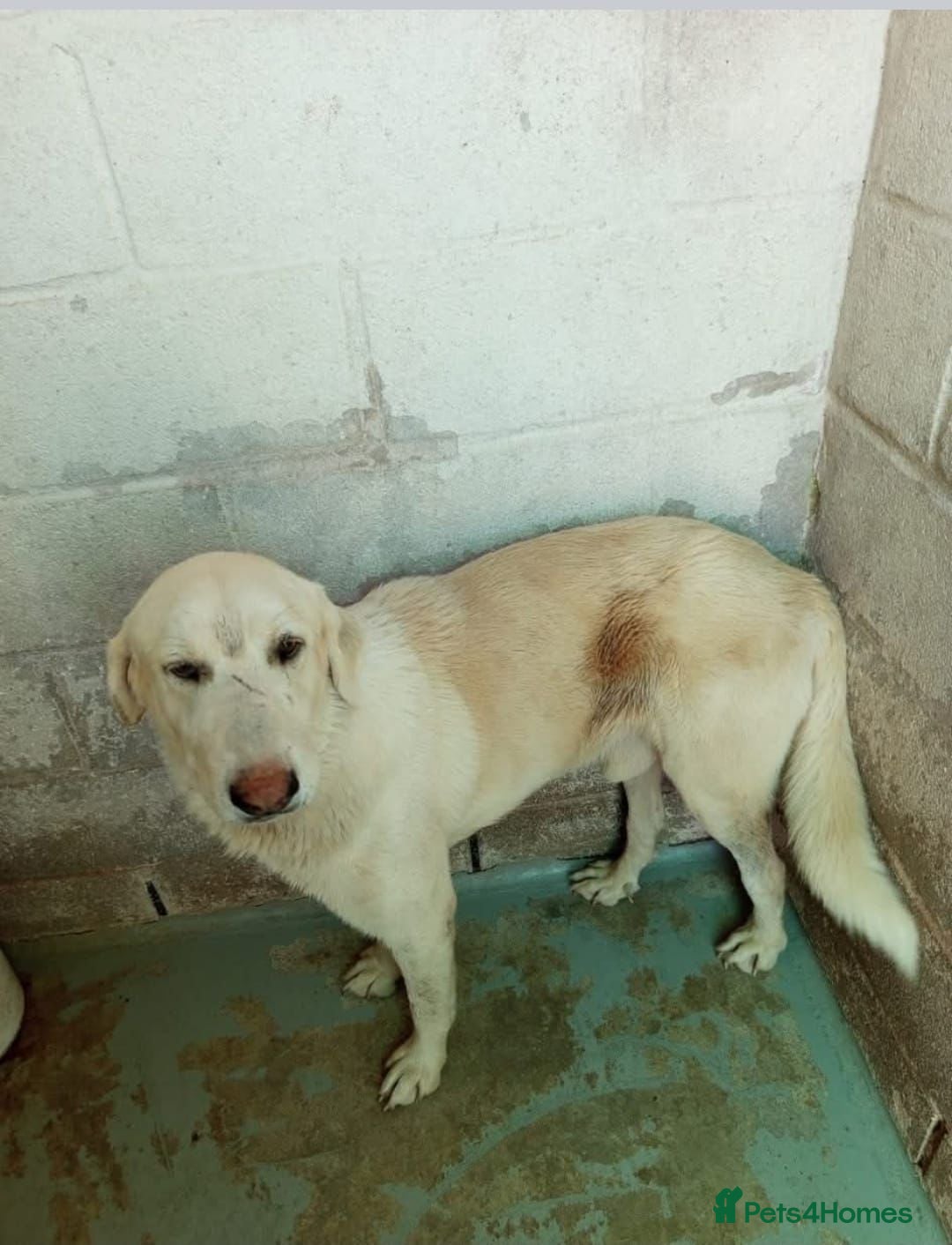 Mixed Breed dogs for adoption: Wonderful NEVADO - Advert 2