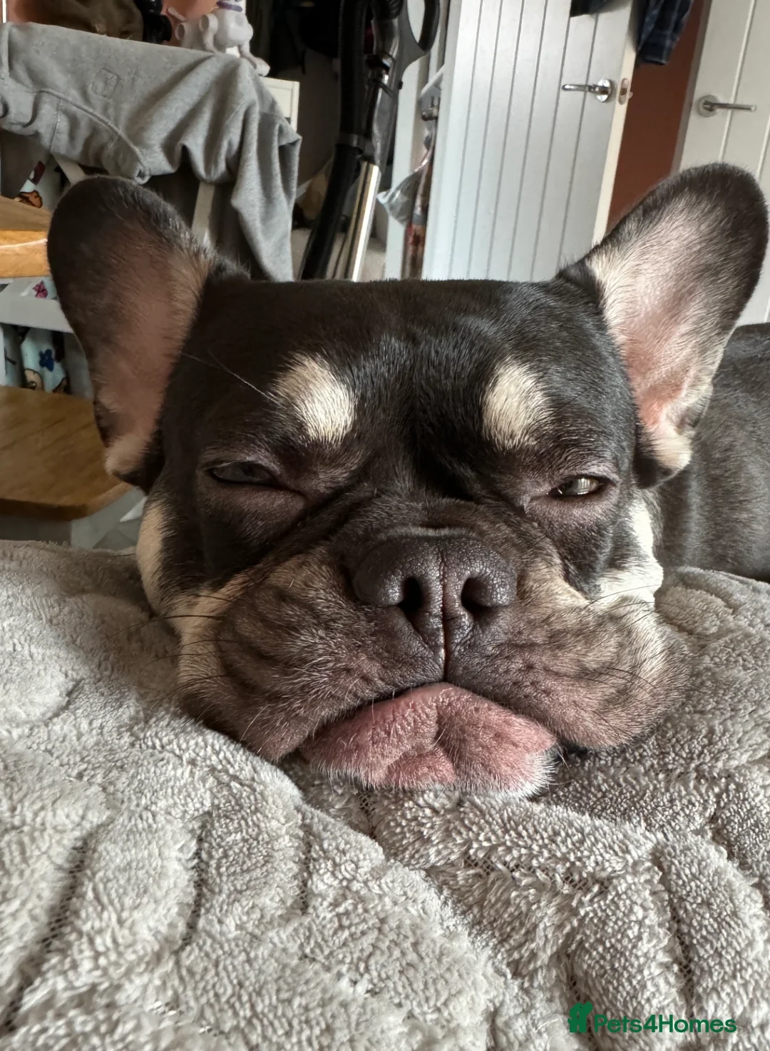 French Bulldog dogs for sale: 2 year old French Bulldog seeking calm loving home - Advert 2
