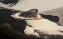 Domestic Shorthair cats for sale: Amethyst  - Image 2