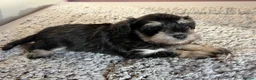 Miniature Schnauzer dogs for sale: Last black and silver girl  - Advert 3