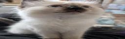 Ragdoll cats for sale: Purebred Female Ragdoll kitten  - Advert 7