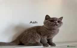 British Shorthair cats for sale: Ready🏡British Shorthair Chuky Kittens - Image 20