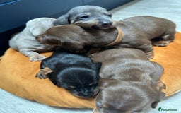 Dachshund dogs for sale: 5 stunning Dachshund puppies - Image 36