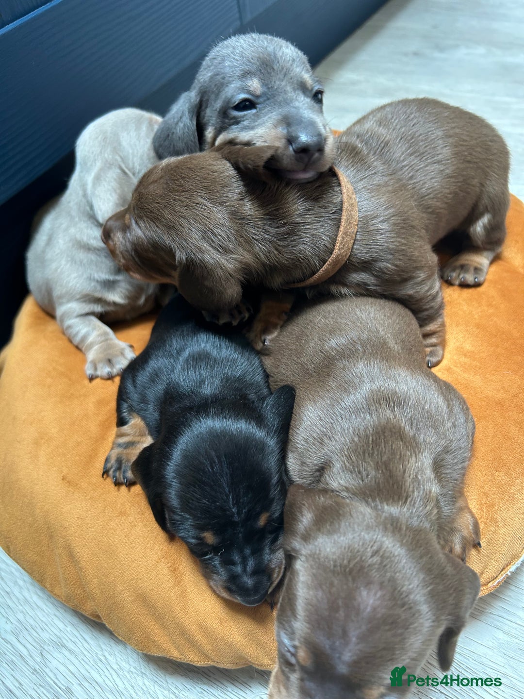 Dachshund dogs for sale: 5 stunning Dachshund puppies - Image 36