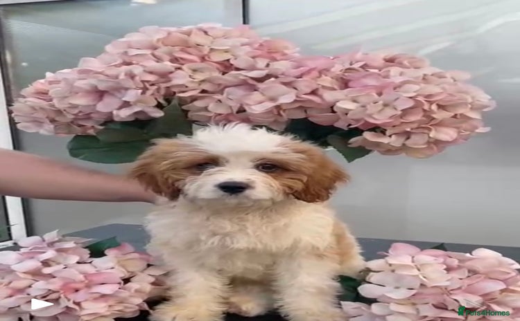 Cavachon dogs - Advert 1