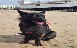 German Shepherd dogs for sale: KC Czech GSD  - Image 11