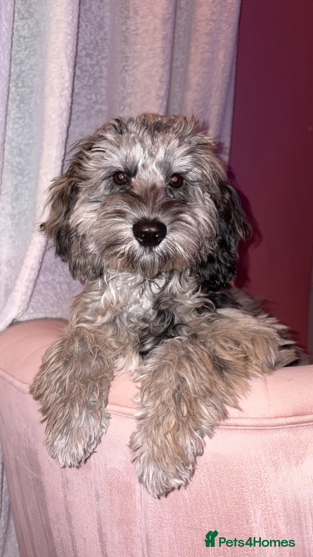 Cockapoo dogs for sale: merle cocapoo  - Advert 3