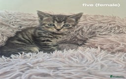 Domestic Shorthair cats for sale: Black and Tabby kittens - Image 6