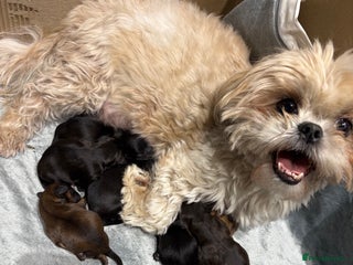 Shihpoo dogs Shihpoo f1 puppies - Advert 1