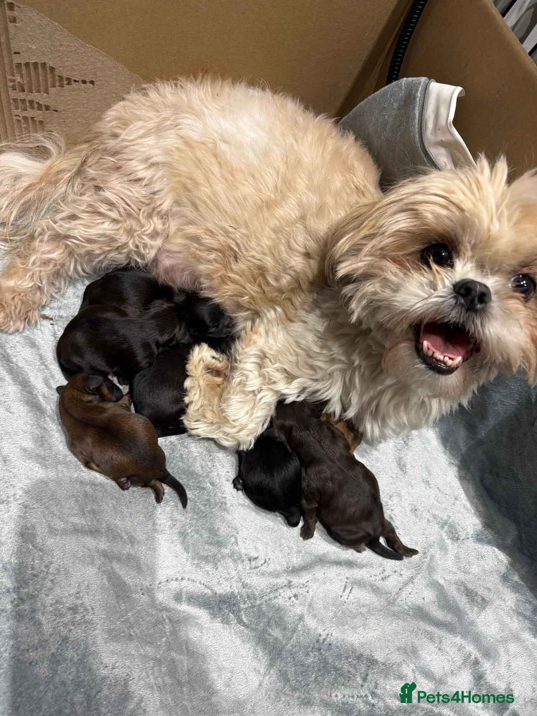 Shihpoo dogs for sale: Shihpoo f1 puppies  🩷🩷 - Advert 5