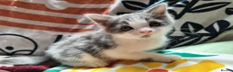 Mixed Breed cats for sale: Mixed breed kittens - Advert 6