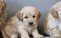 Cavapoochon dogs for sale: Cavapoochon puppies for sale - Advert 33