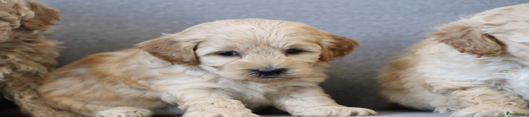 Cavapoochon Puppy 4