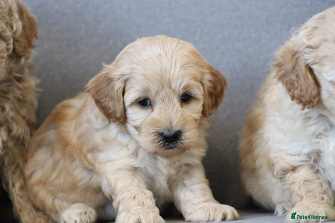 Cavapoochon dogs for sale: Cavapoochon puppies for sale - Advert 33