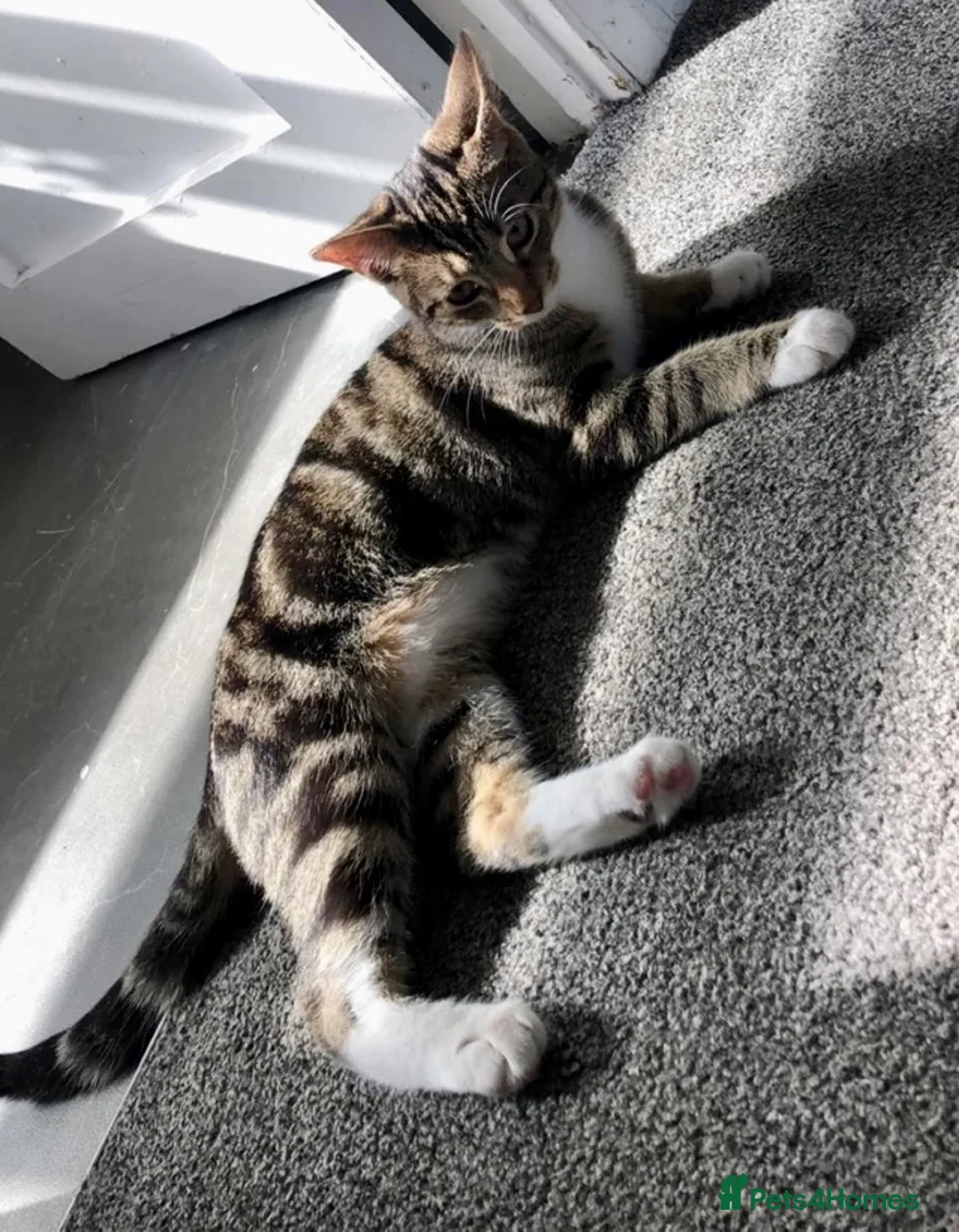 Mixed Breed cats for sale: Shorthair kittens x bengal kittens  - Advert 8