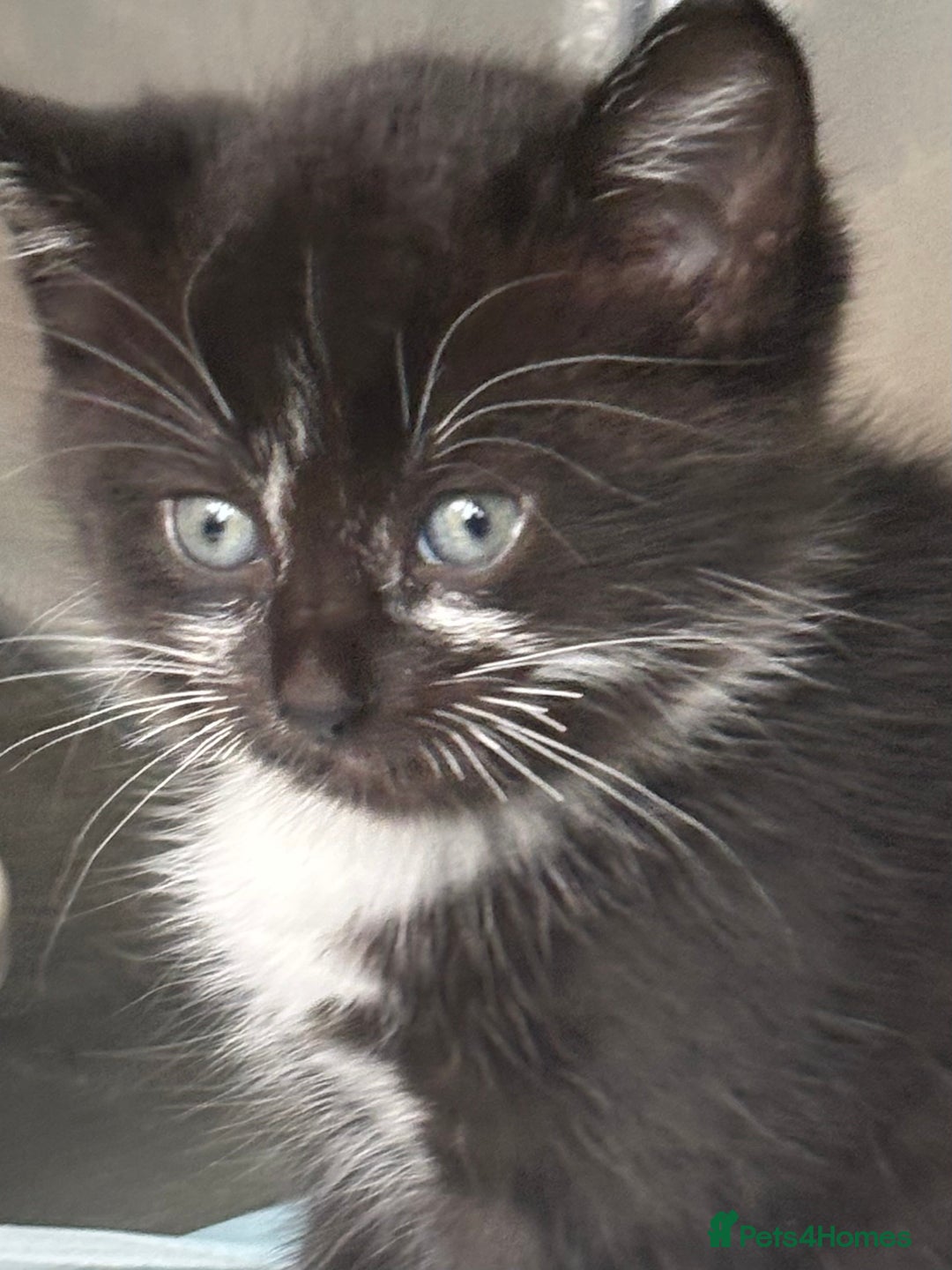 Mixed Breed cats for sale: 4 beautiful kittens - Image 4