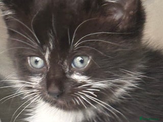 Mixed Breed cats - Advert 4