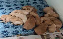 Labradoodle dogs for sale: f1 MINIATURRE LABRADOODLES FROM 5*LICENCED BREEDER - Image 2