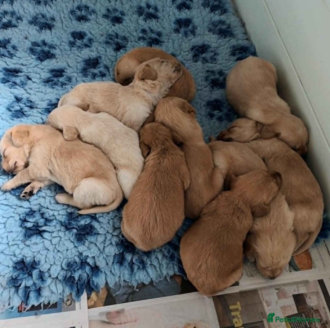 Labradoodle dogs for sale: f1 MINIATURRE LABRADOODLES FROM 5*LICENCED BREEDER - Image 2