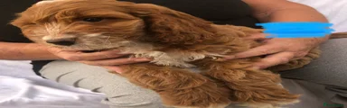 Cockapoo 2