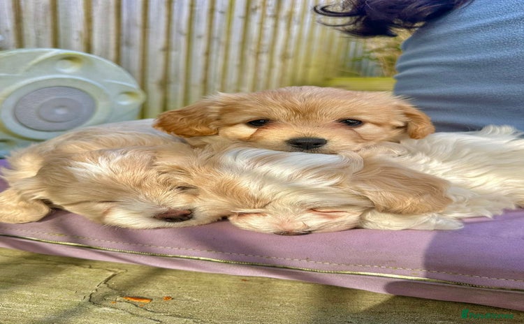 Cavachon dogs - Advert 2