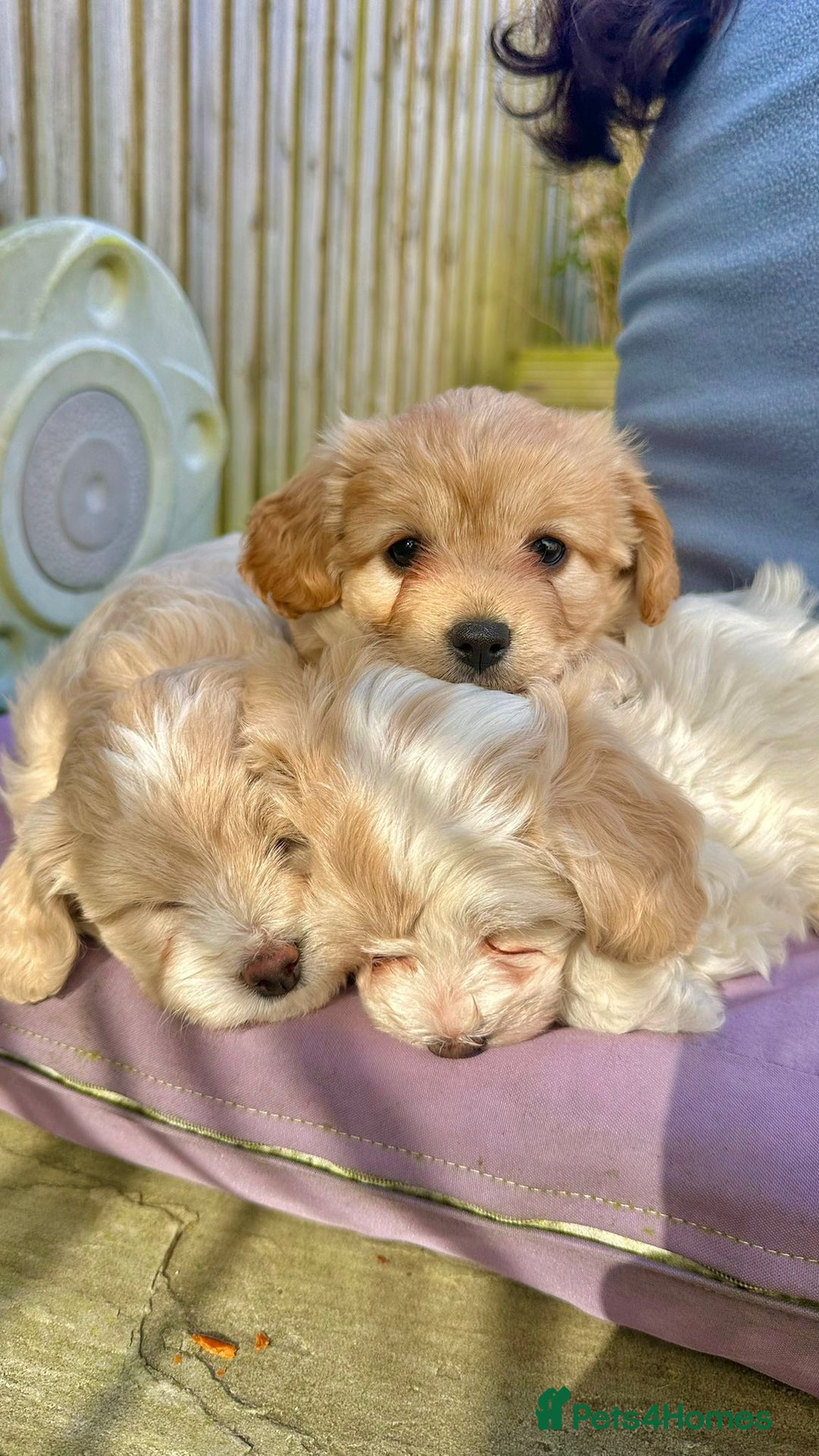 Cavachon dogs for sale:  🐾 Cavapoochon Puppies! 🐾 - Image 1