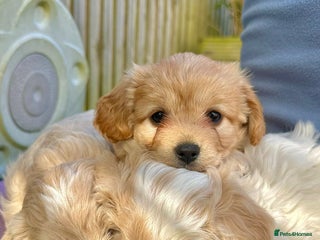 Cavachon dogs - Advert 13
