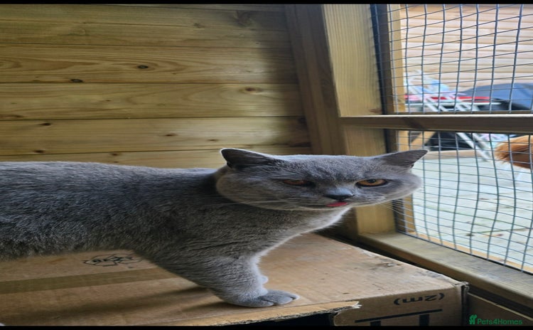 British Shorthair cats - Advert 7