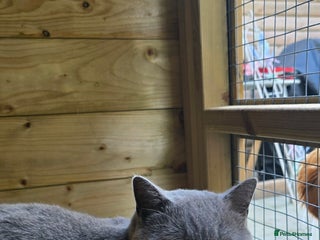 British Shorthair cats - Advert 3