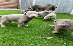 Labrador Retriever dogs for sale:  KC registered Silver and silver and tan labs  - Image 8