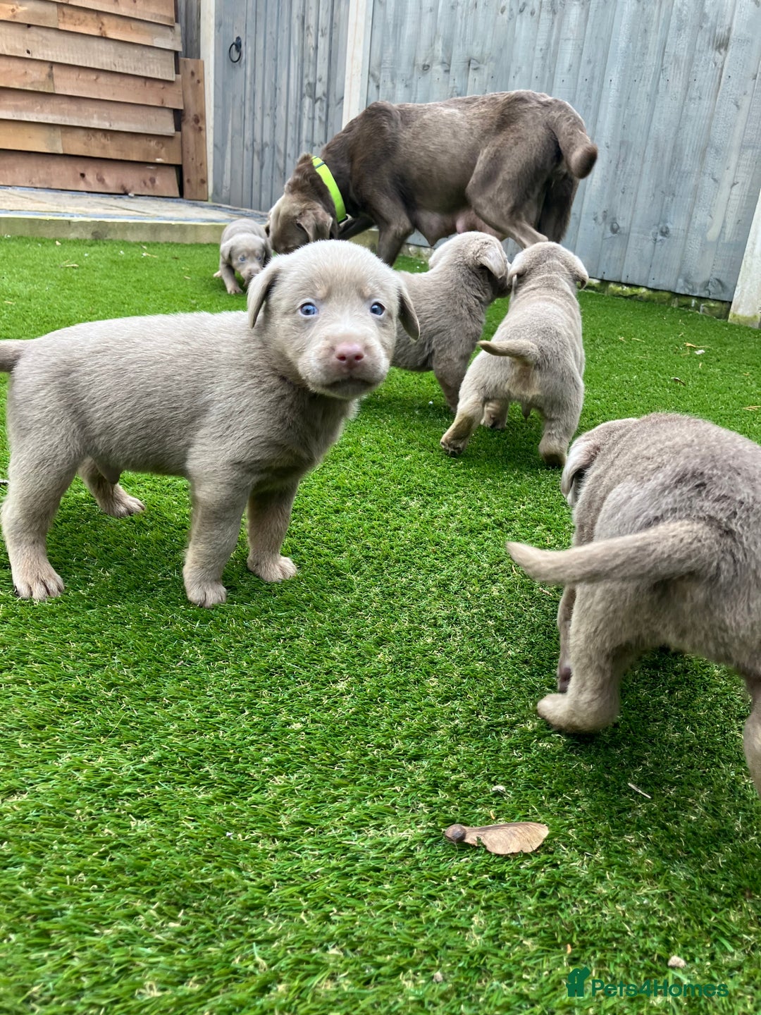 Labrador Retriever dogs for sale:  KC registered Silver and silver and tan labs  - Image 8
