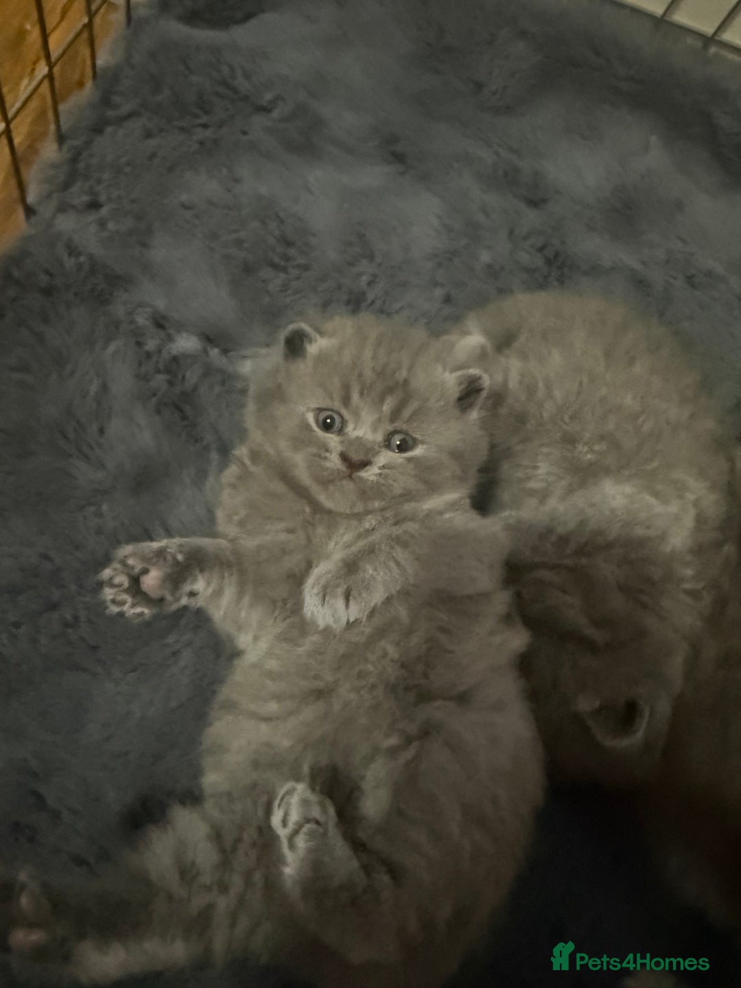 Scottish Fold cats for sale: Scottish fold kittens  - Advert 19