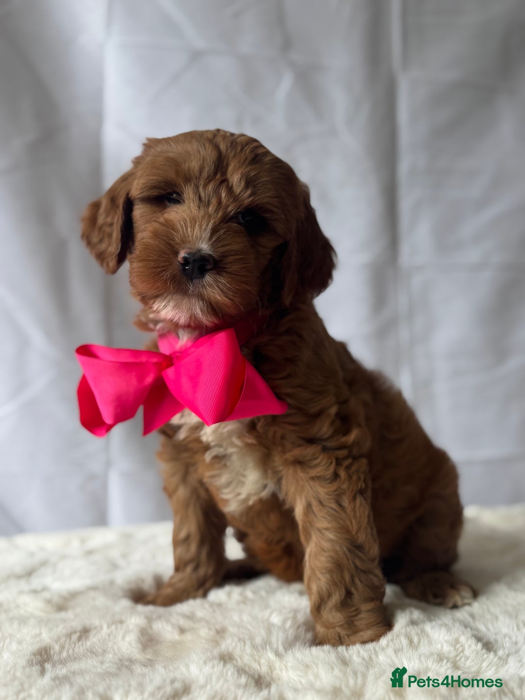 Labradoodle dogs for sale: Labradoodle  - Image 6