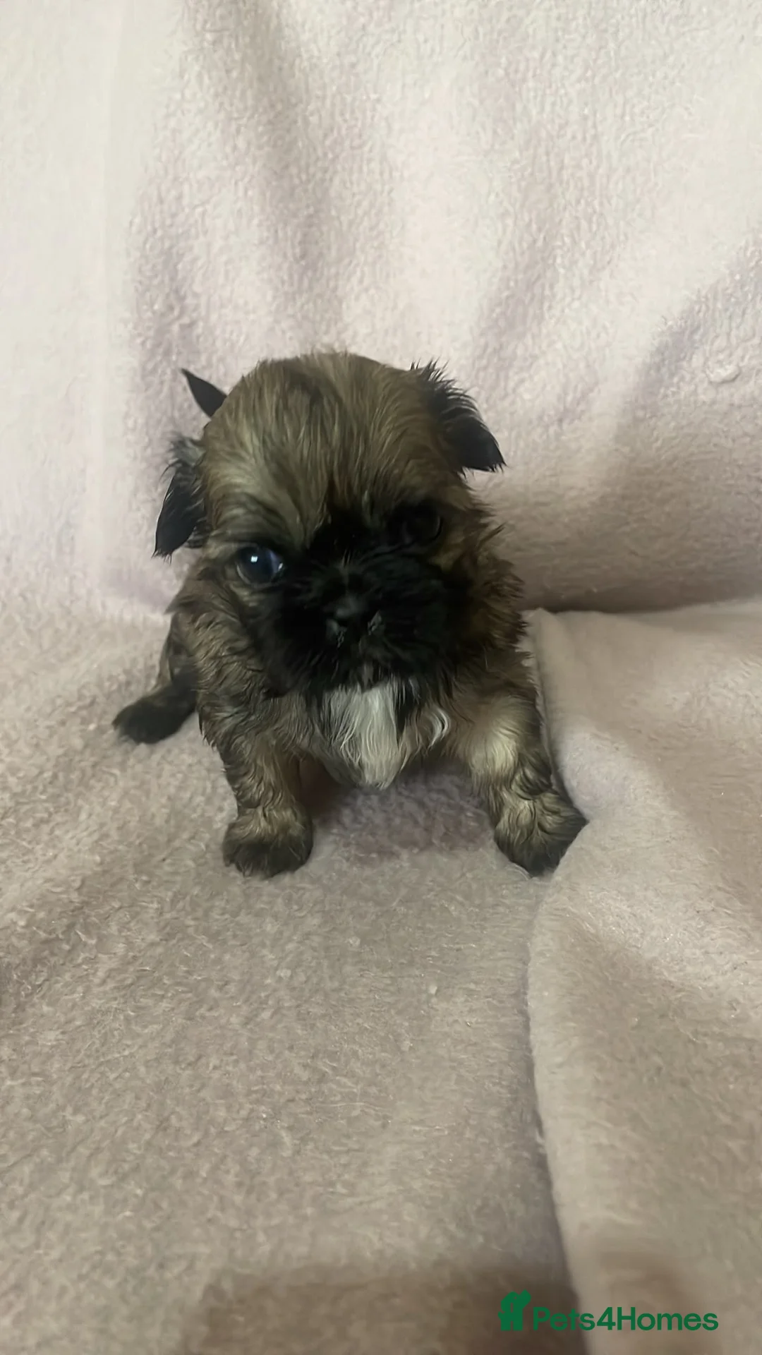 Shih Tzu dogs for sale: Stunning litter of Shih Tzu Puppies  - Advert 13