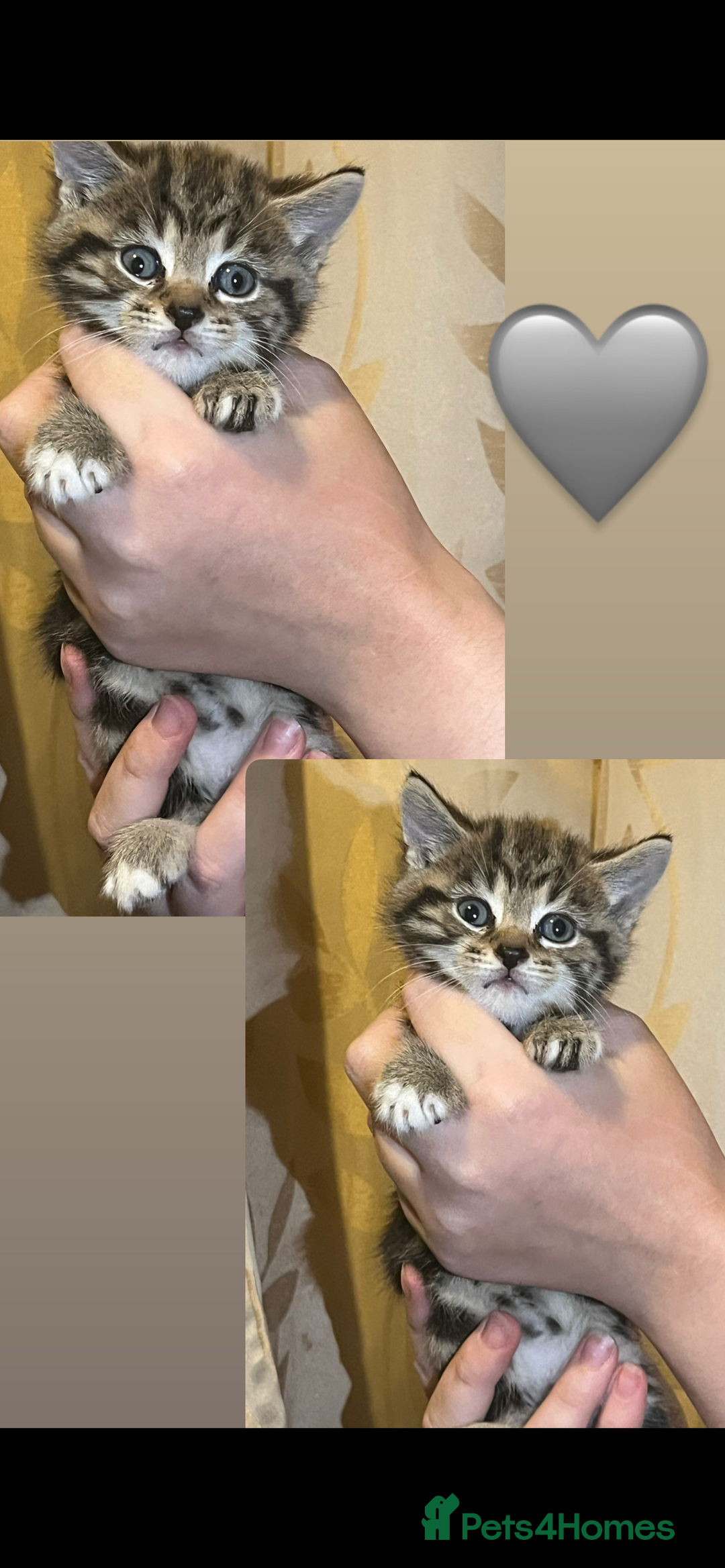 Mixed Breed cats for sale: Gorgeous kittens available  - Image 5