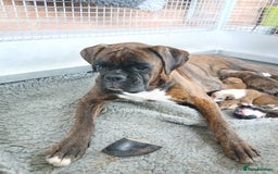 Boxer dogs for sale: Kc registered bob and tailed boxer puppies - Image 5