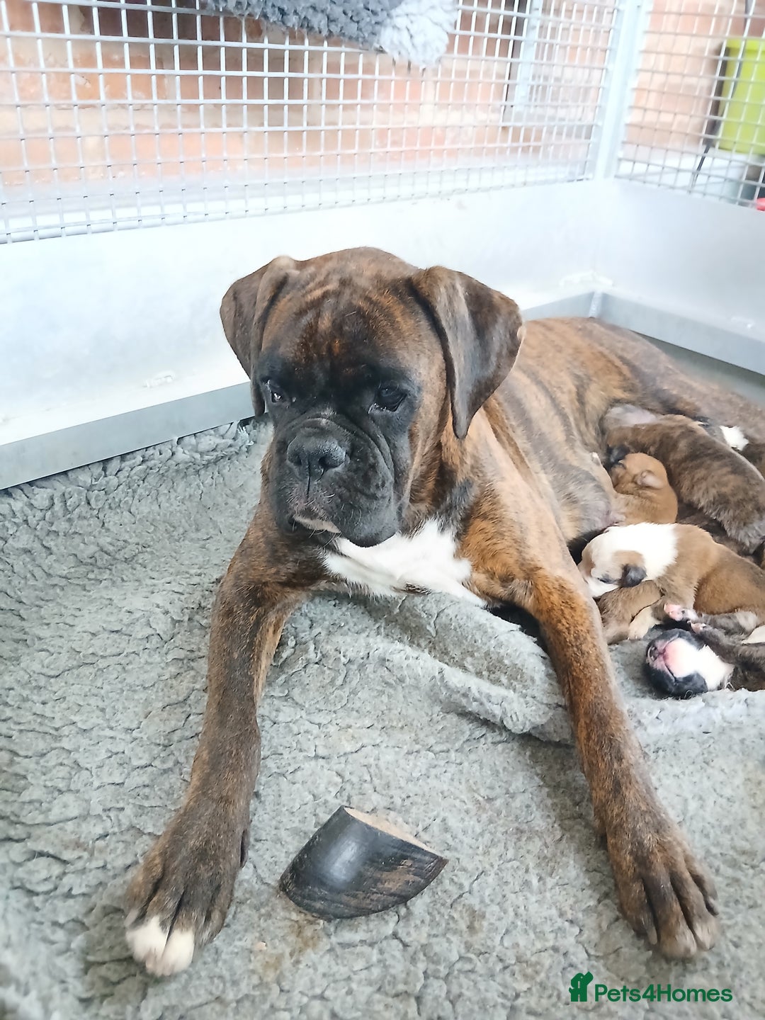 Boxer dogs for sale: Kc registered bob and tailed boxer puppies - Image 5