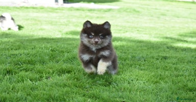 Pomsky dogs - Advert 2