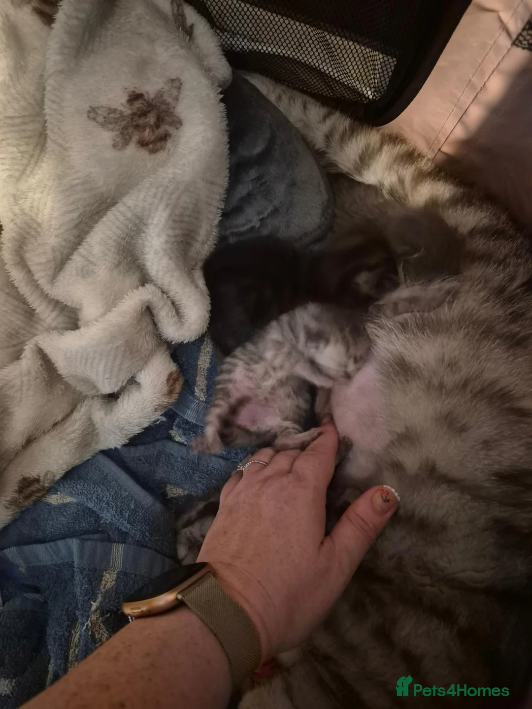 British Shorthair cats for sale: Gorgeous British shorthair x babies in Mansfield - Advert 4