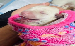 Labrador Retriever dogs for sale: 3 Color KC Labrador retriever 24.12 ready go  - Image 5
