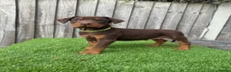 Dobermann dogs for sale: Quality European Doberman - Health Tested & Titled - Advert 9