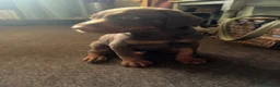 Dobermann dogs for sale: American x European Dobermann Pinscher Pups in Alfreton - Advert 10