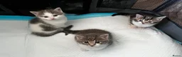 American Shorthair cats for sale: 3 Little Tabbies Looking for Their Forever Homes! - Advert 3