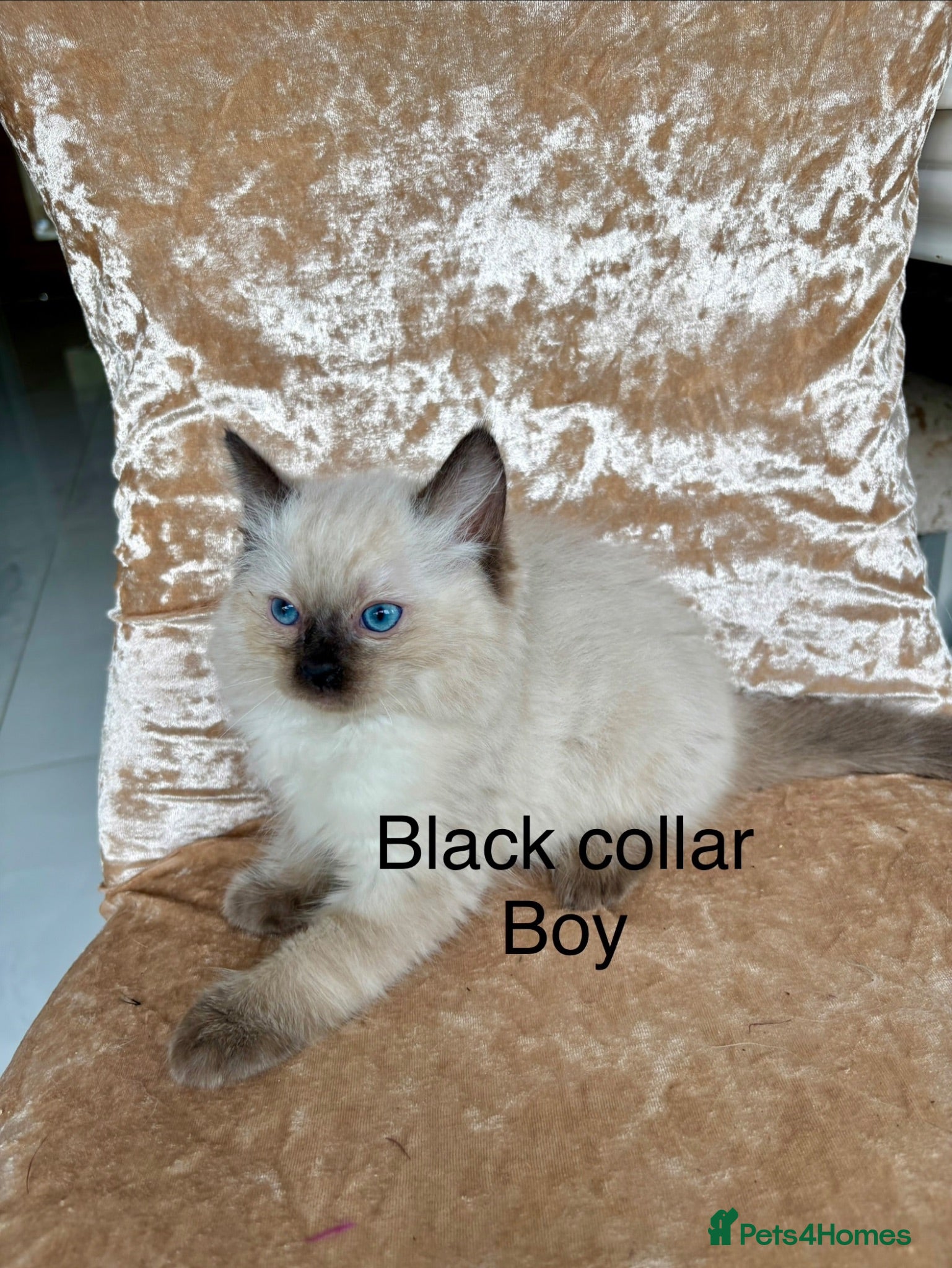 Ragdoll cats Beautiful ragdoll kittens  - Advert 2