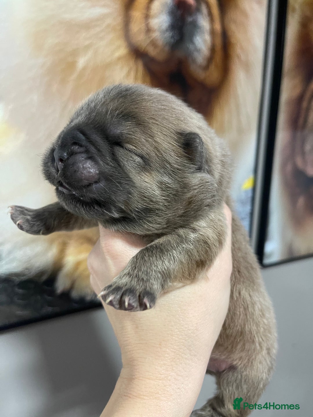 Chow Chow dogs for sale: 🧸🧸Beautiful Chow Chow Puppies🧸🧸 - Advert 22